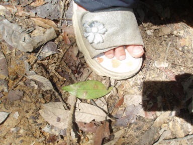 mega-stor regnskovsmyre fra malaysia (til venstre for min datters fod...)